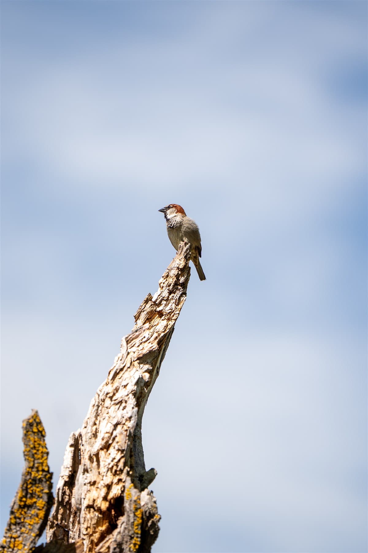 Small bird perched on the tip of a weathered branch.