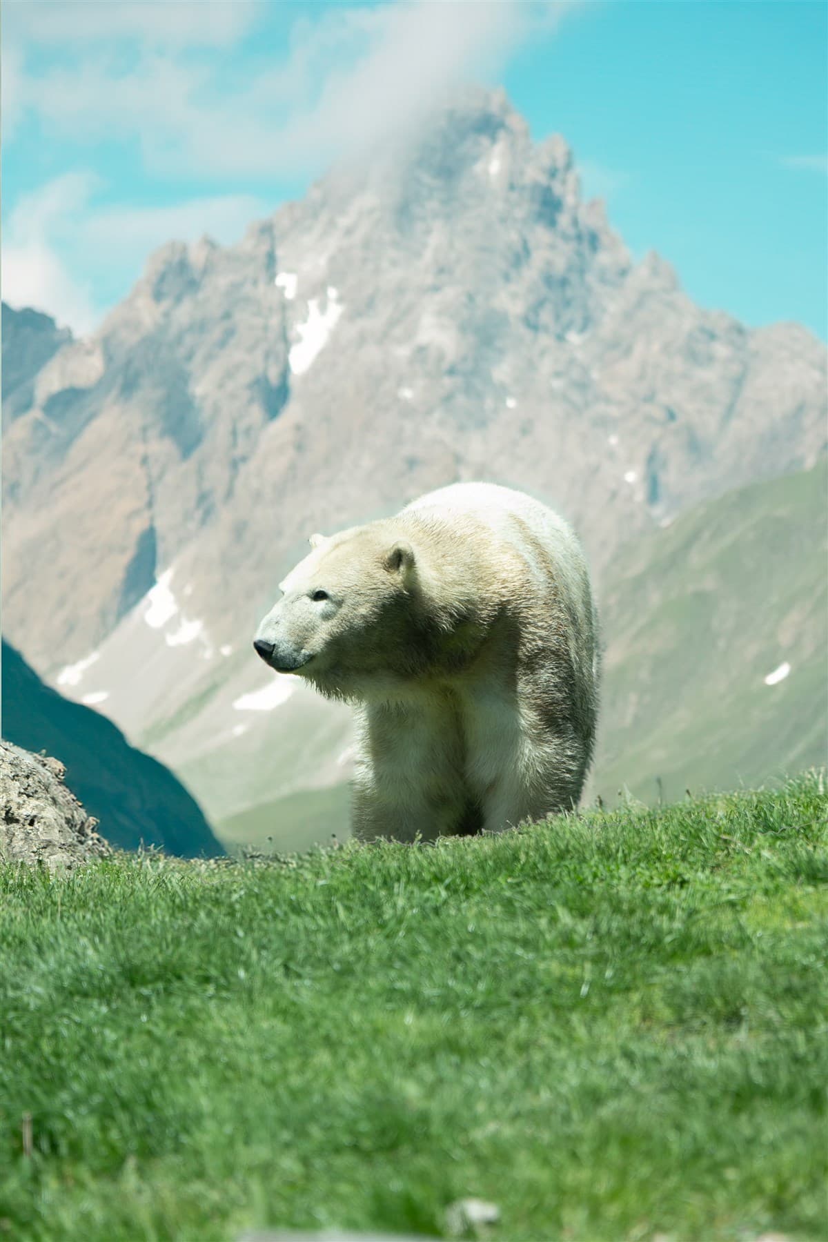 Bear walking through grass with mountains behind it.