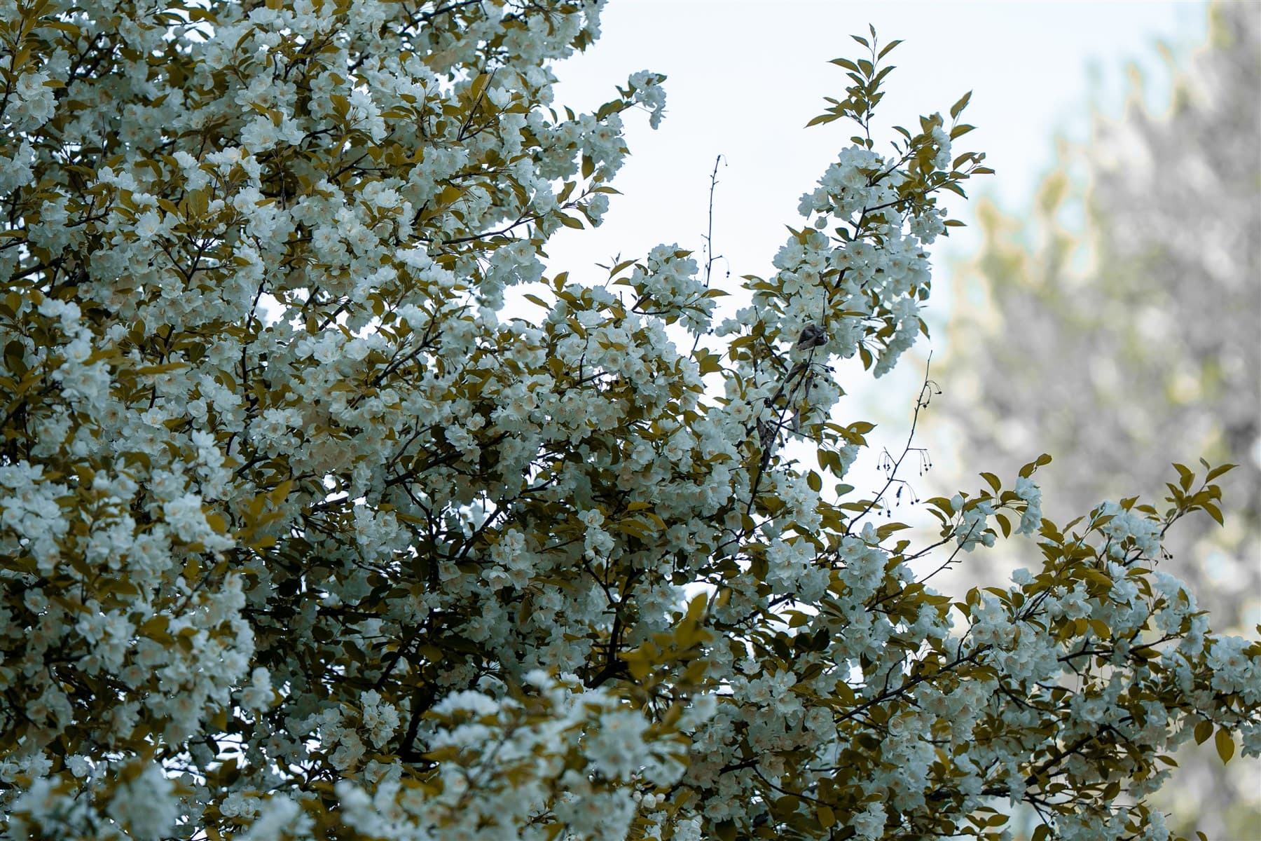 Flowering branches filling the frame against a bright sky.