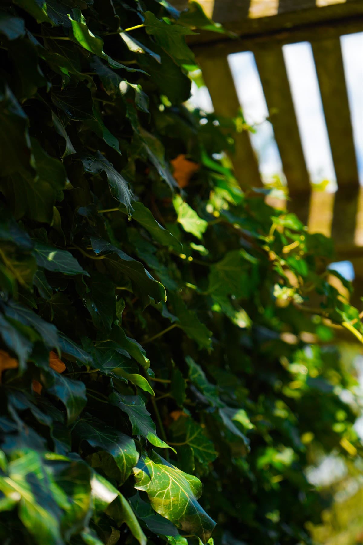 Close view of green ivy catching direct light.
