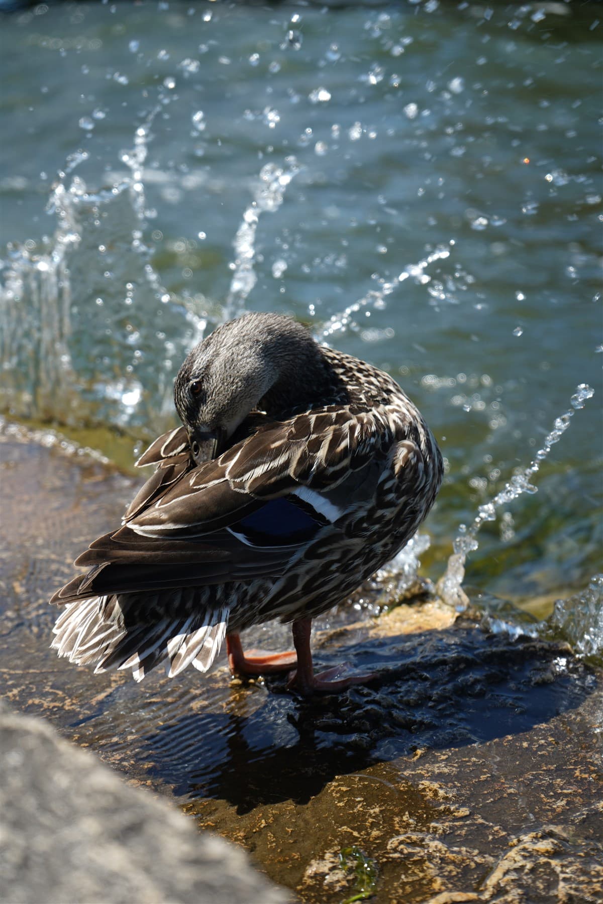 Bird standing on a rock beside the water.